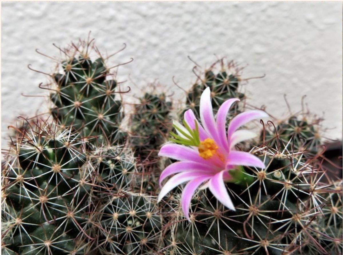 ?サボテン金手毬の花?｜園芸日記byロッキー｜みんなの趣味の園芸｜494089