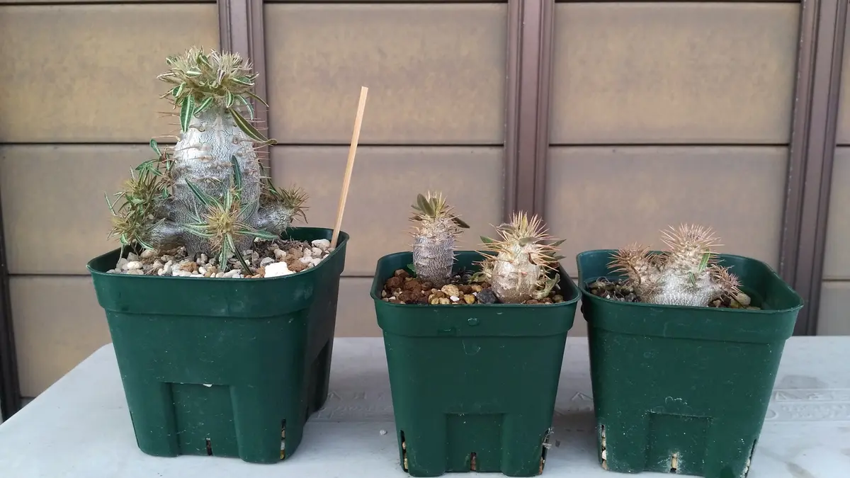 アデニウムとパキポディウムの実生株｜園芸日記by芋焼酎｜みんなの趣味  