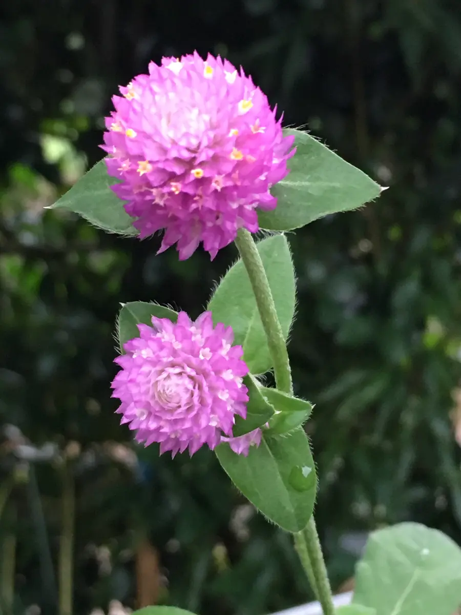 長く咲く花｜園芸日記byバイオレット｜みんなの趣味の園芸｜498680