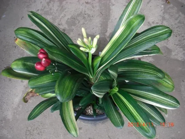 クンシラン　縞　交配種 クンシランやっと咲きました｜園芸日記byはなそうさ（花匝瑳