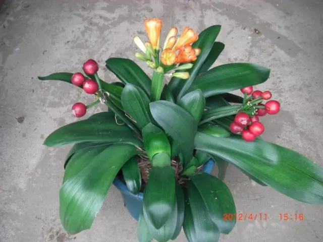 クンシランやっと咲きました｜園芸日記byはなそうさ（花匝瑳