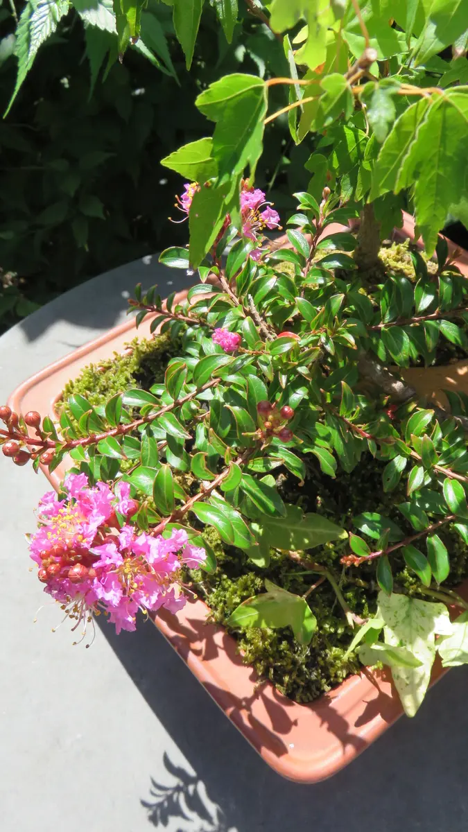 小品盆栽サルスベリチカソ 小品盆栽サルスベリチカソ