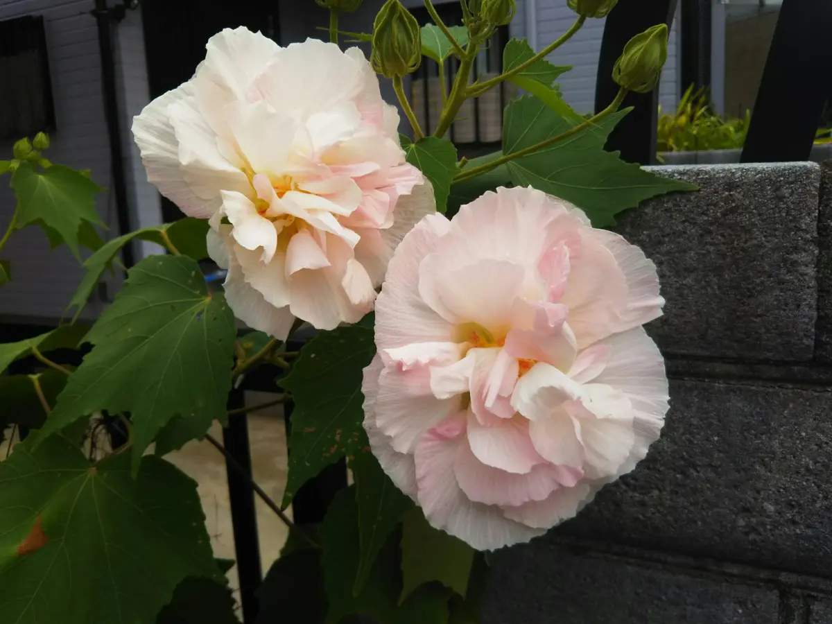 酔芙蓉の色変化|園芸日記byねじばな|みんなの趣味の園芸|500733 酔芙蓉の色変化|園芸日記byねじばな|みんなの趣味の園芸|500733