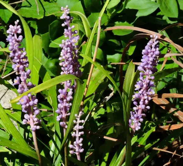 青空に咲く花｜園芸日記byほんわか猫｜みんなの趣味の園芸｜501082