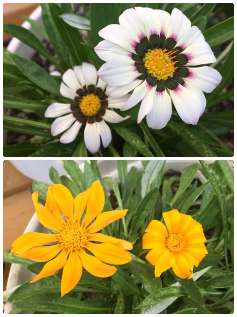 ガザニアの株分け｜園芸日記byあずきもち｜みんなの趣味の園芸｜502062