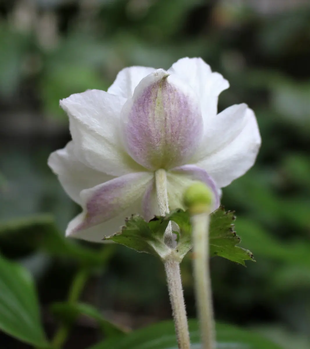 秋に咲くアネモネを｜園芸日記byねむりねこ｜みんなの趣味の園芸｜502084
