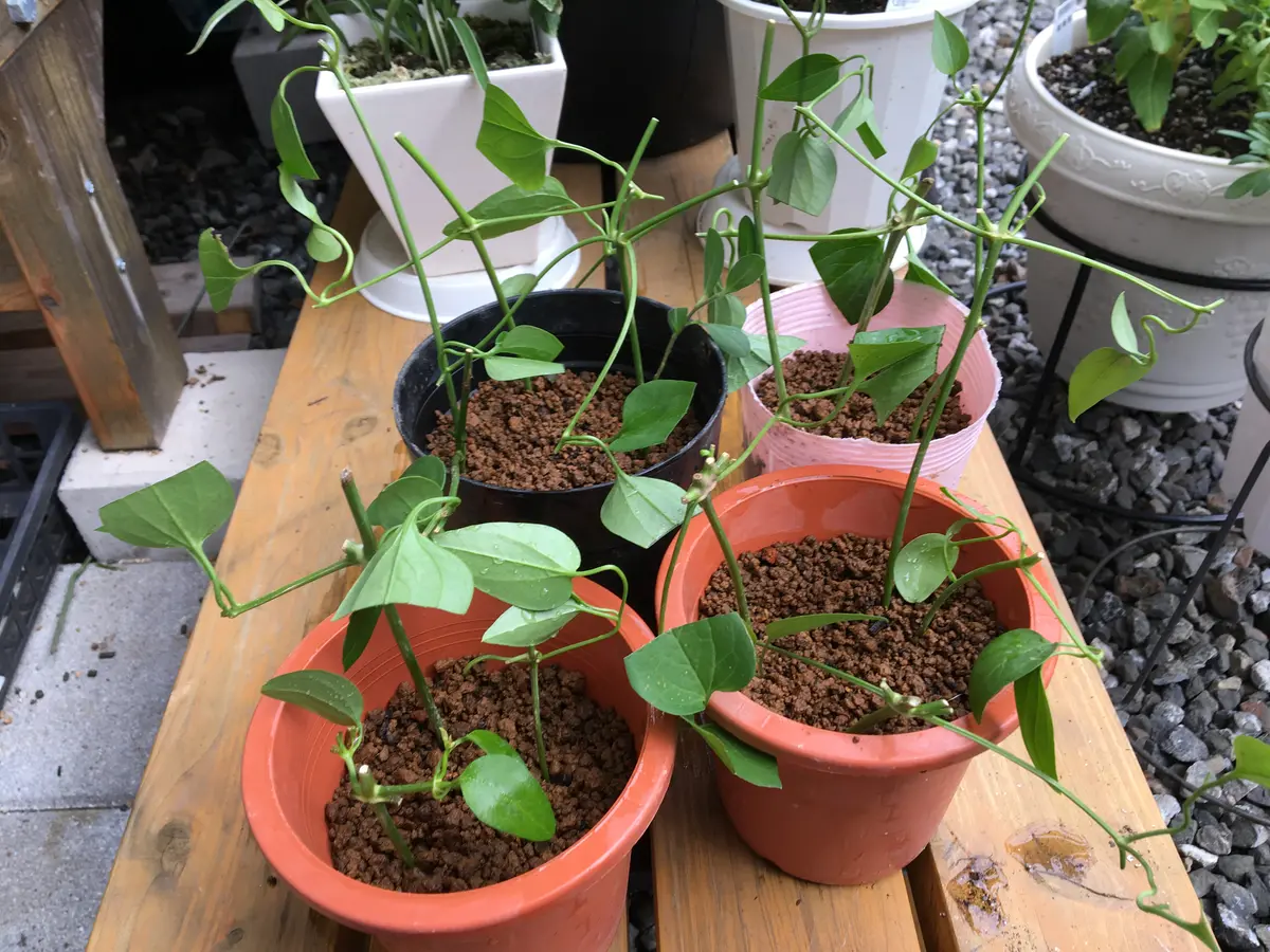 クレマチス仙人草挿し木2018/9/11｜園芸日記byあずきもち｜みんなの