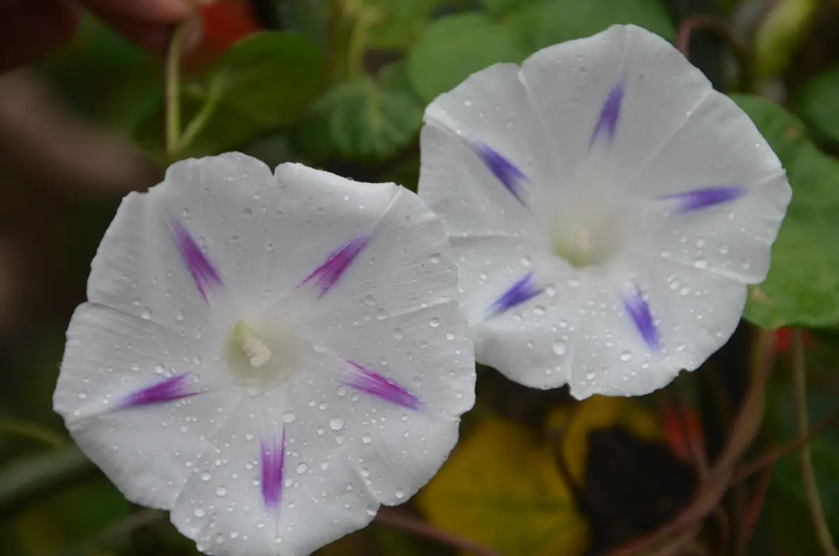 レア☆ミルキーウェイ変化朝顔☆淡いパープル美しいフリル咲き☆開花苗一苗