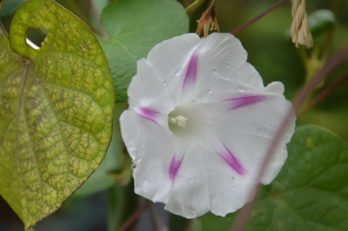 西洋朝顔ミルキーウエイの色々（いろいろな花色）｜園芸日記by赤い