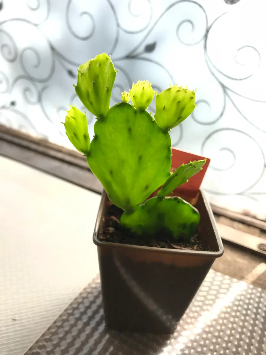 柱サボテン 鬼面角〔14〕 / 多肉植物 / CACTUS - CLUTCH FURNITURE
