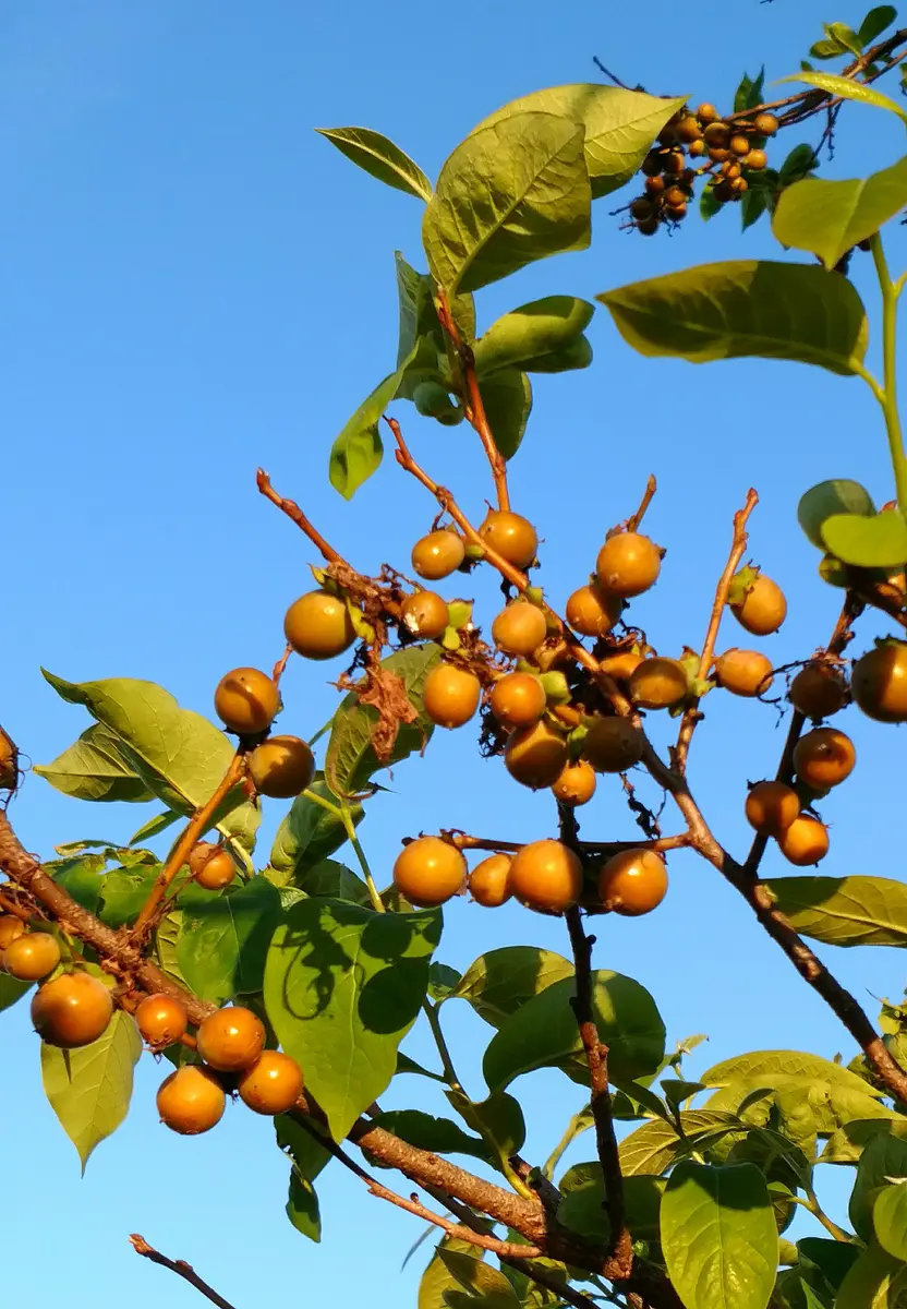 😋食べれる木の実💓豆柿💓｜園芸日記byヤマト 遊｜みんなの