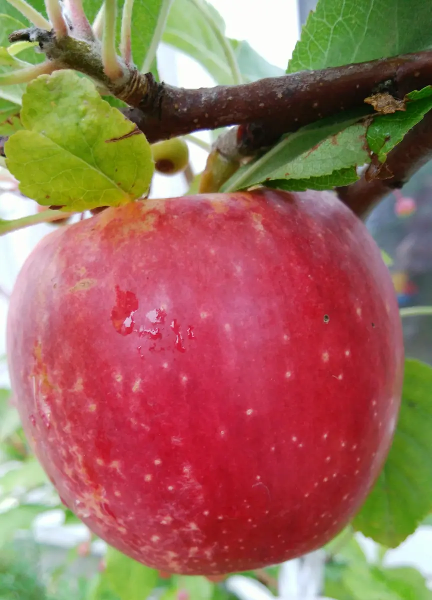 りんご🍎ちゃんの重さは？、、発表致します！｜園芸日記bykomin
