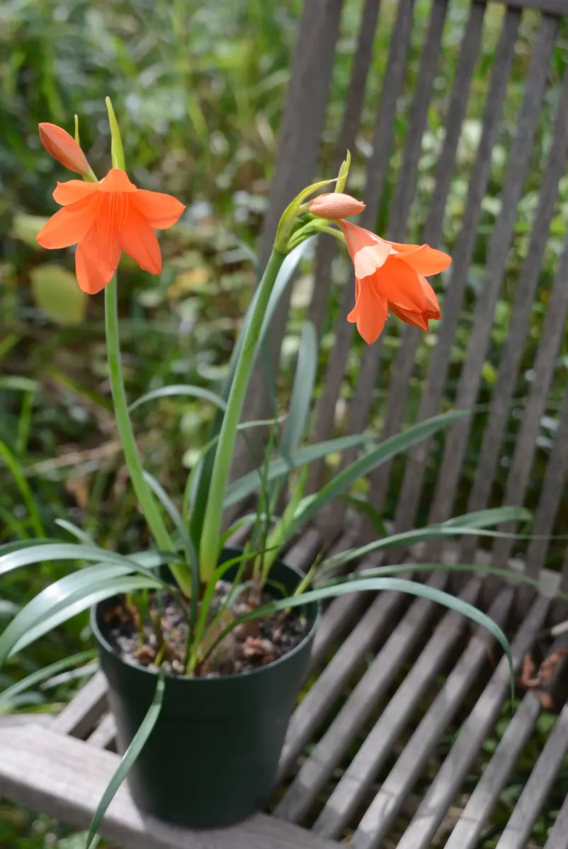 sanitary アニアリー レザー ボストンバッグ レッド sanitary アニアリー レザー ボストンバッグ レッド