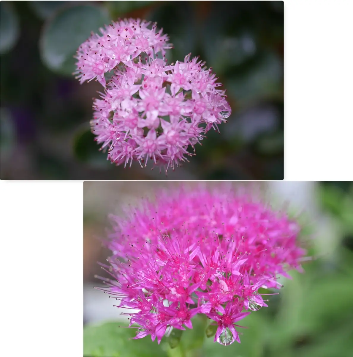 似たお花さんたち｜園芸日記byおれんじぺこ｜みんなの趣味の園芸｜513121