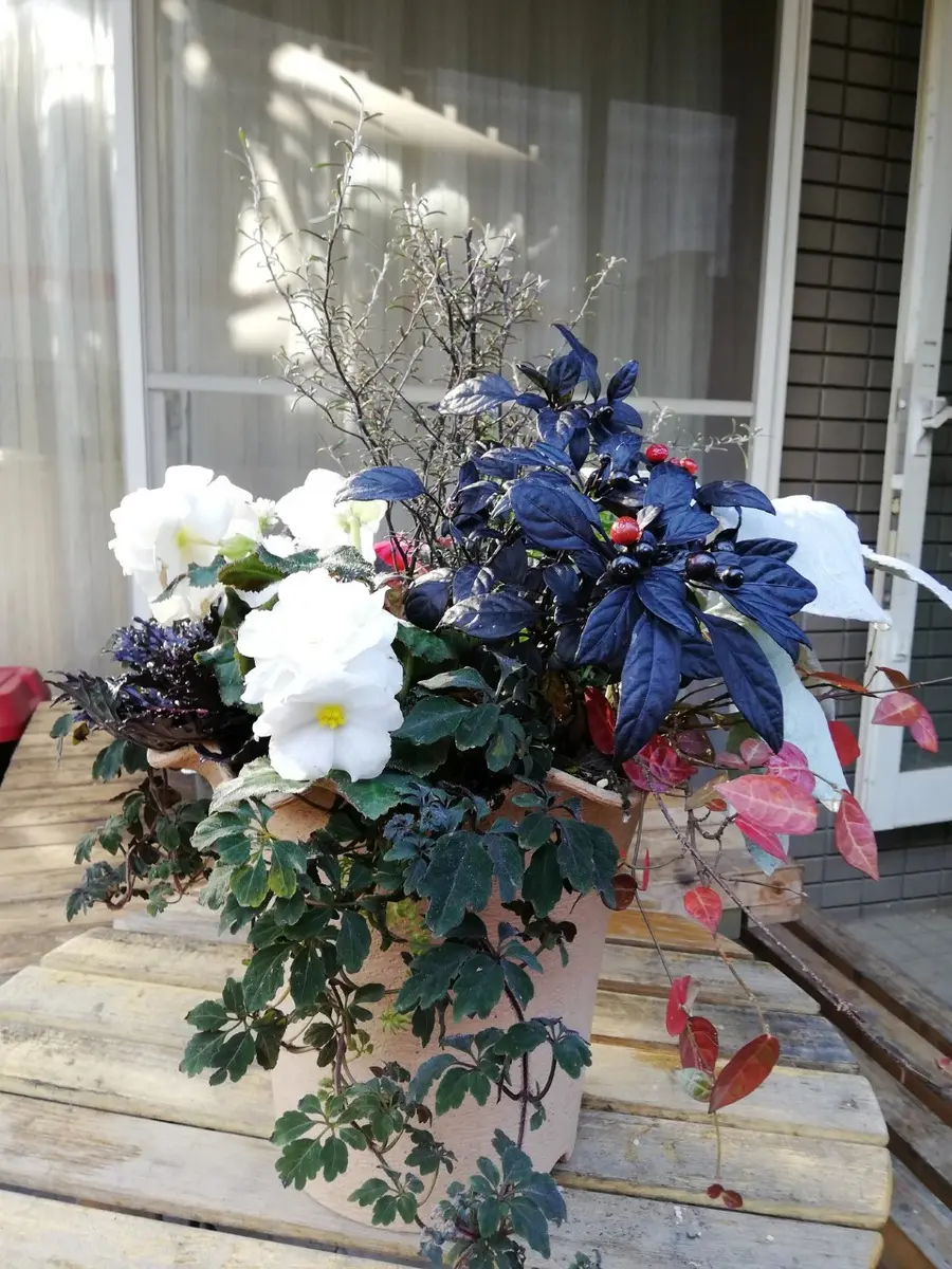 多肉植物 寄せ植え（エンジェル.ウイング鉢♪プードル付き） 【公式通販】