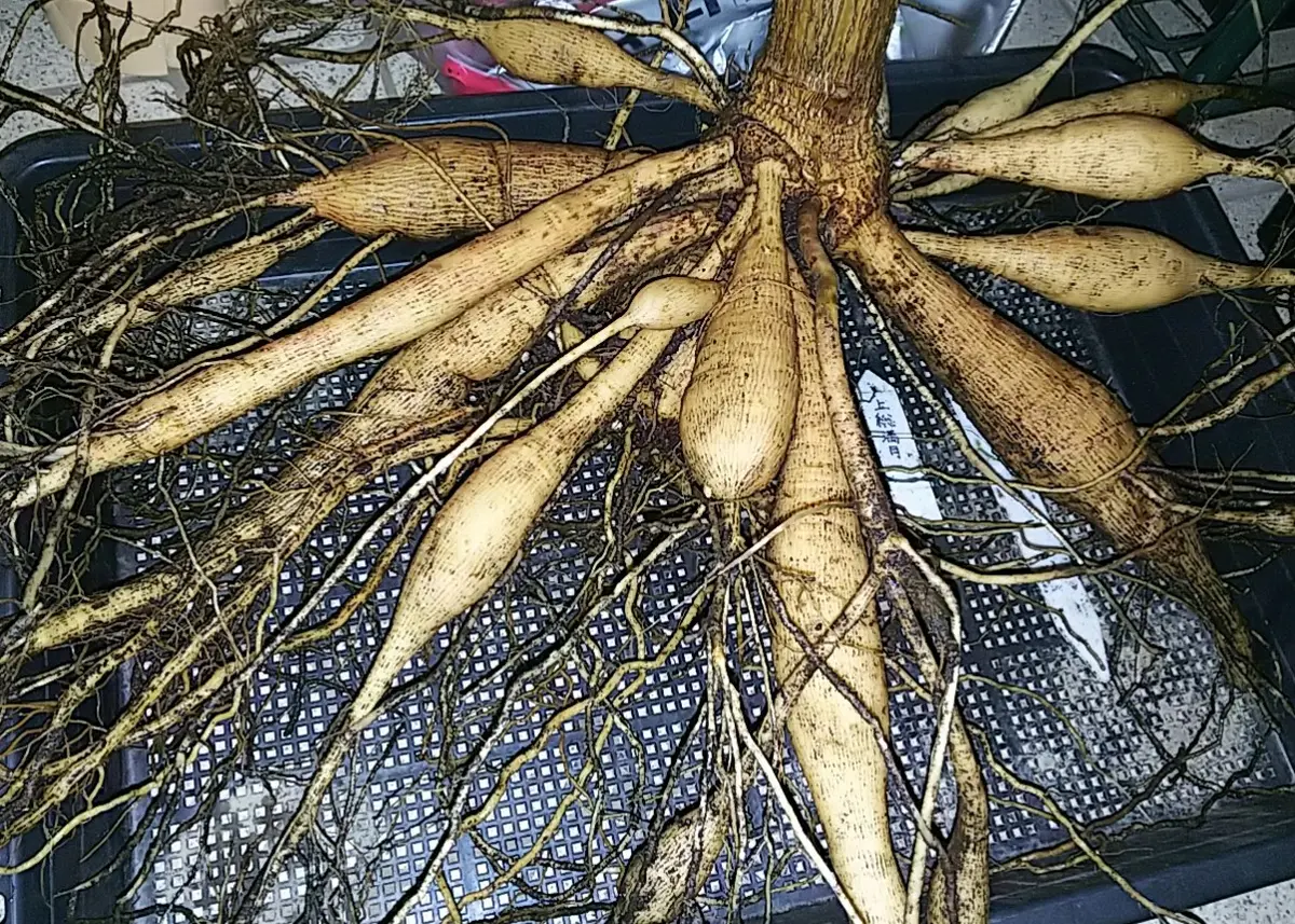 ダリアの球根掘り💪｜園芸日記byエビコ｜みんなの趣味の園芸｜514777