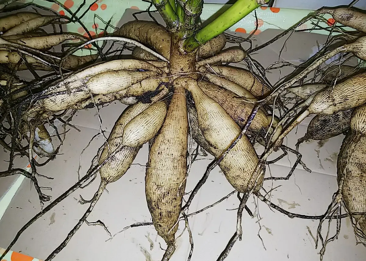 ダリアの球根掘り💪｜園芸日記byエビコ｜みんなの趣味の園芸｜514777