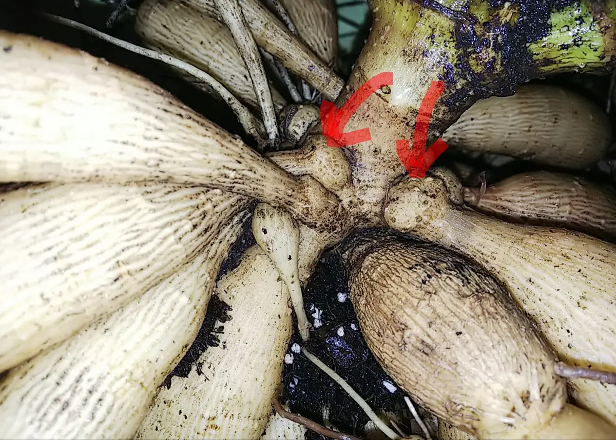 ダリアの球根掘り💪｜園芸日記byエビコ｜みんなの趣味の園芸｜514777