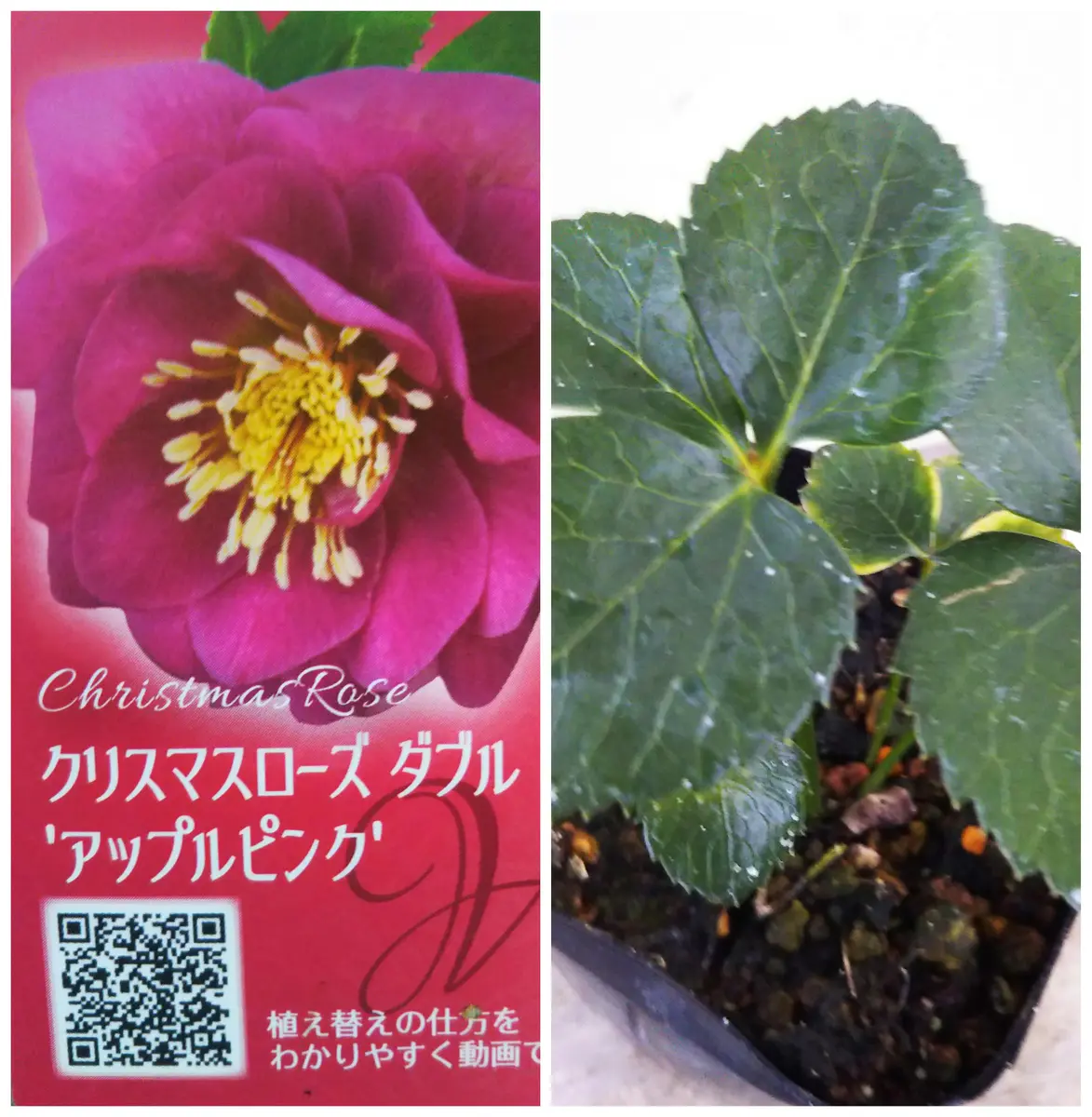 K.様にご購入苗㉕-88クリスマスローズ