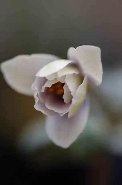 山野草　ロシア産　ヒトツバオキナグサ ヒトツバオキナグサ満開｜園芸日記byせいざえもん｜みんなの趣味の園芸