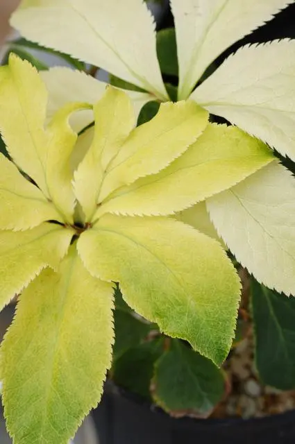 ヒトツバオキナグサ満開｜園芸日記byせいざえもん｜みんなの趣味の園芸