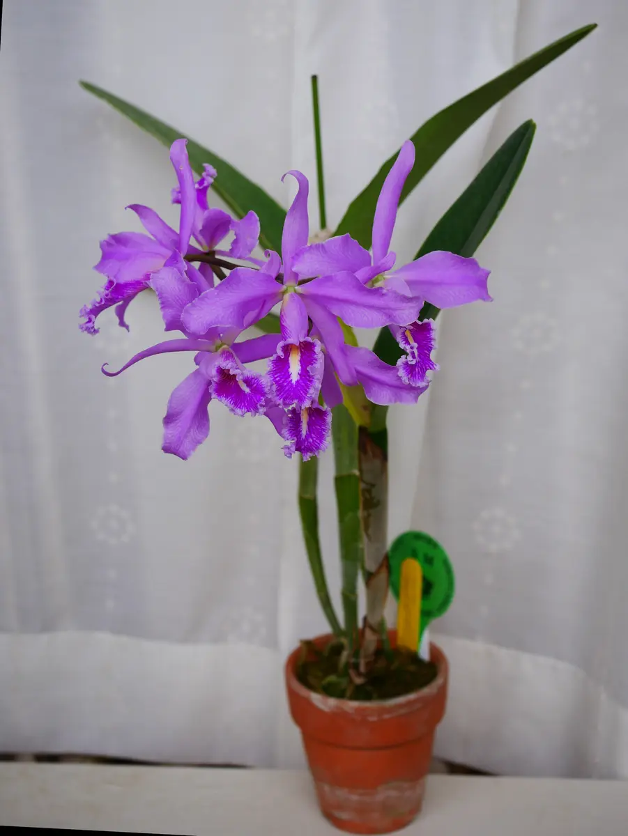 C.maxima'DeepKiss'SM/JOGA これで全開｜園芸日記byうめ