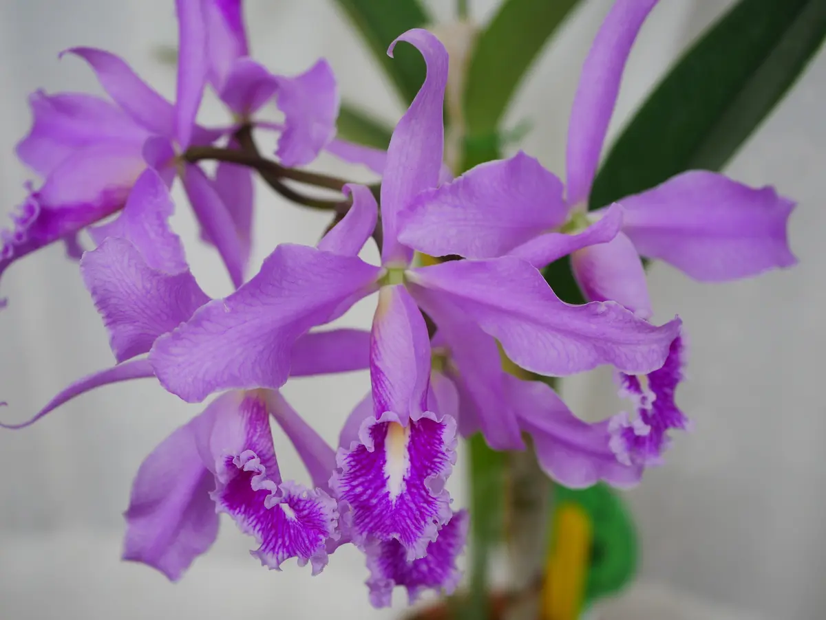 C.maxima'DeepKiss'SM/JOGA これで全開｜園芸日記byうめ