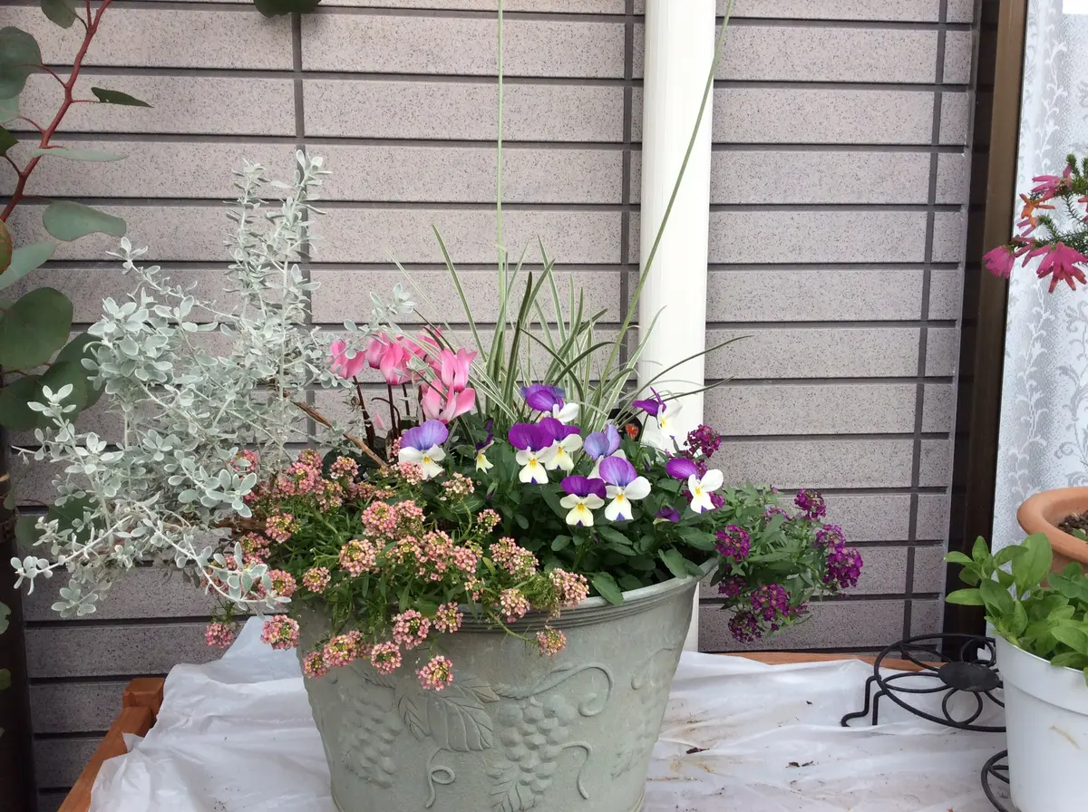 寄せ植え三点｜園芸日記byつゆ草｜みんなの趣味の園芸｜517736