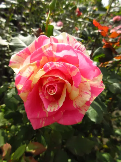 薔薇も芸術の秋。～アートな絞り模様～｜園芸日記byタウラス