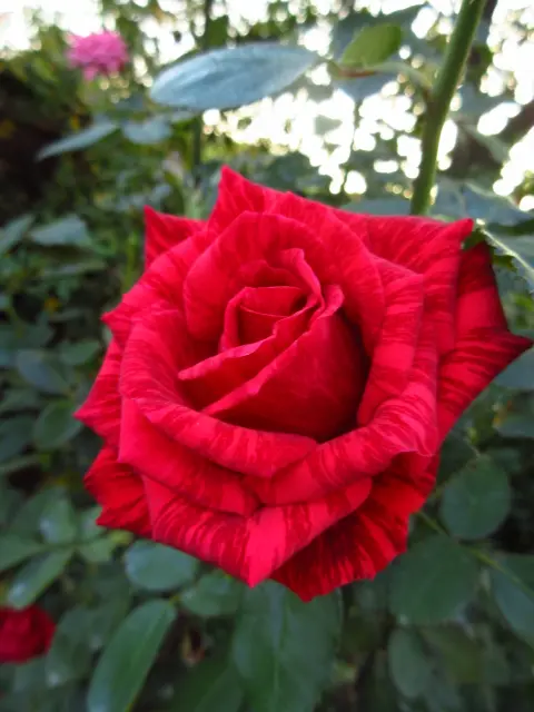 薔薇も芸術の秋。～アートな絞り模様～｜園芸日記byタウラス