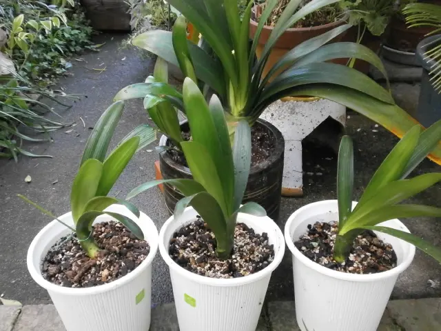 君子蘭の子株を親株から分ける｜園芸日記byオランジュリー｜みんなの