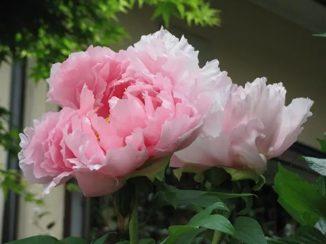 牡丹の苗木 花競 特大株 牡丹の苗木 花競 特大株 牡丹 苗のおすすめ人気商品一覧 通販