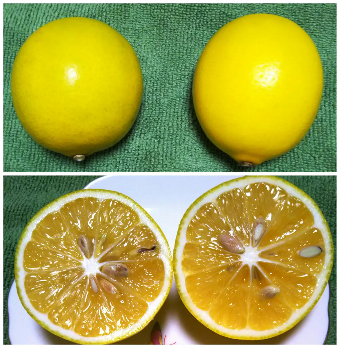 レモンとリンゴ🍎～♪｜園芸日記bysumireco｜みんなの趣味の園芸｜520708