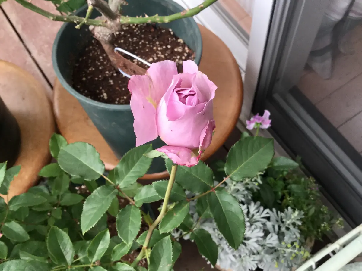 ブル〜系の薔薇せせらぎ和名の薔薇はアンニュイ。｜園芸日記byインコプ