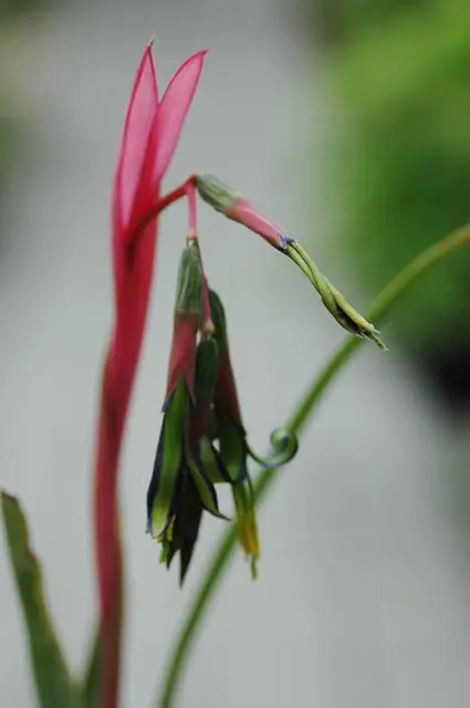 瓔珞筒アナナス｜園芸日記byジャカランダ｜みんなの趣味の園芸｜52401