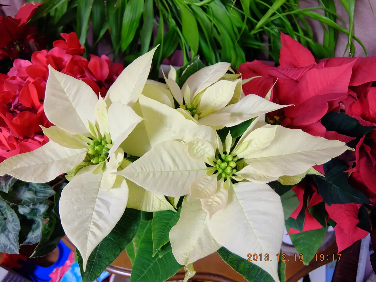 ポインセチア白｜園芸日記byrumikoh｜みんなの趣味の園芸｜525469