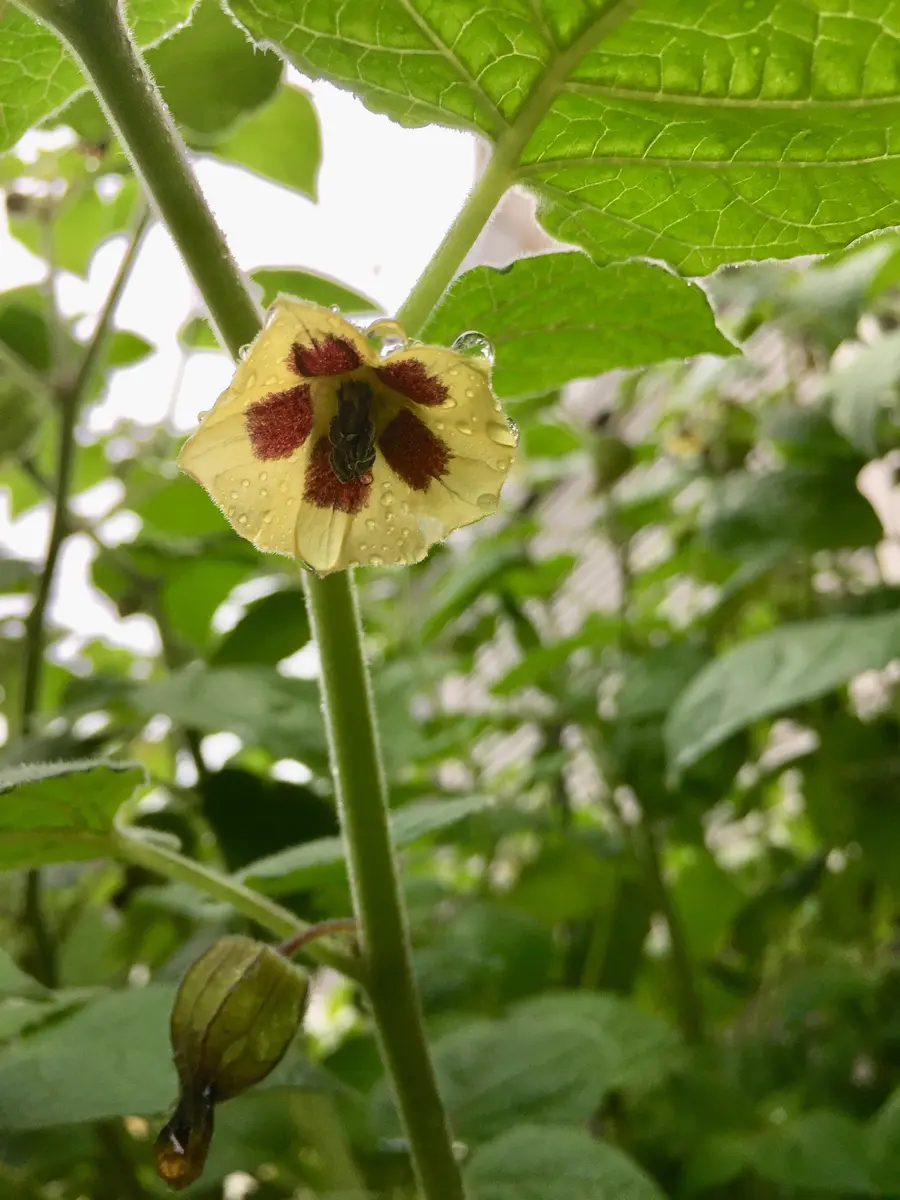 食用ほおずき・太陽の子 ・種・自然栽培 ・70粒以上 楽天市場】バディアス農園 食用ほおずき「太陽の子」500g : 長野県農協