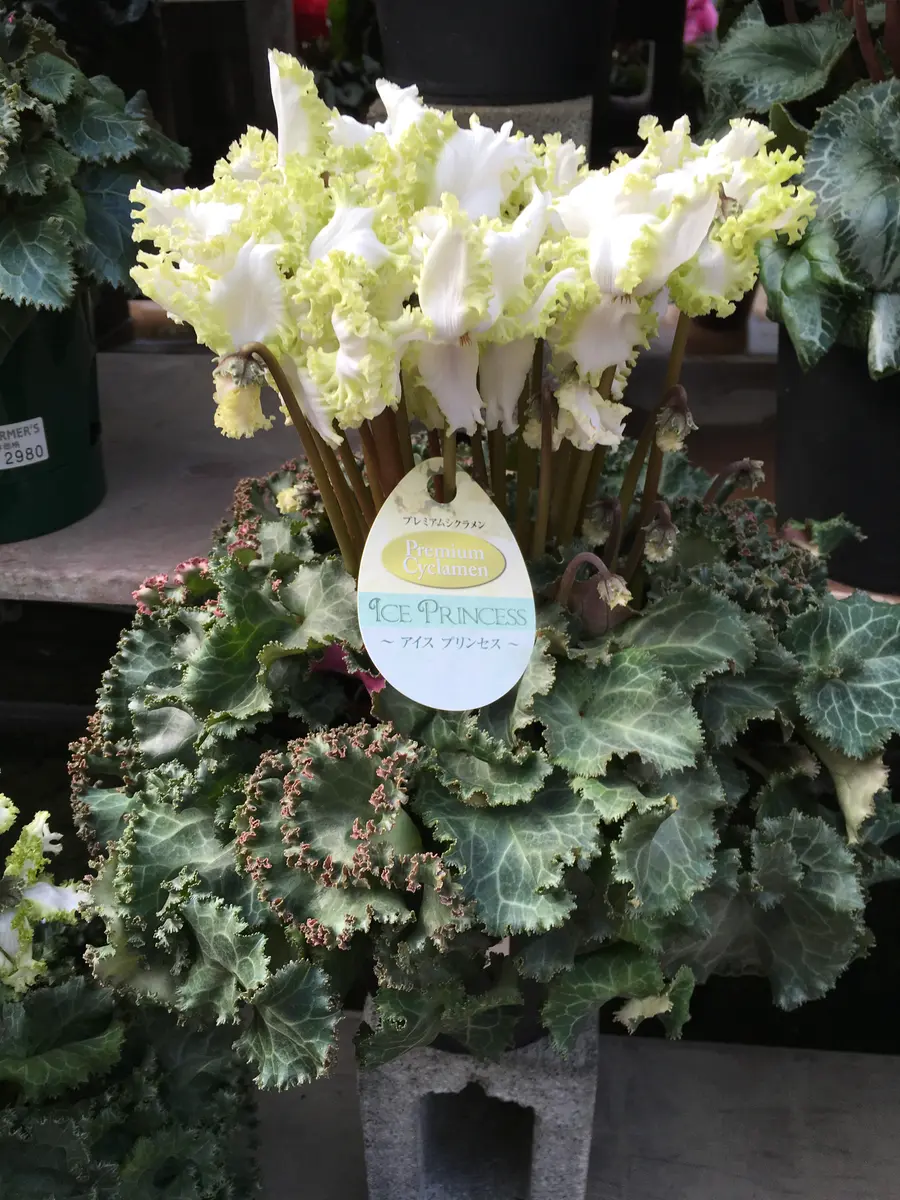 img_cache_d_526325_1_154479779