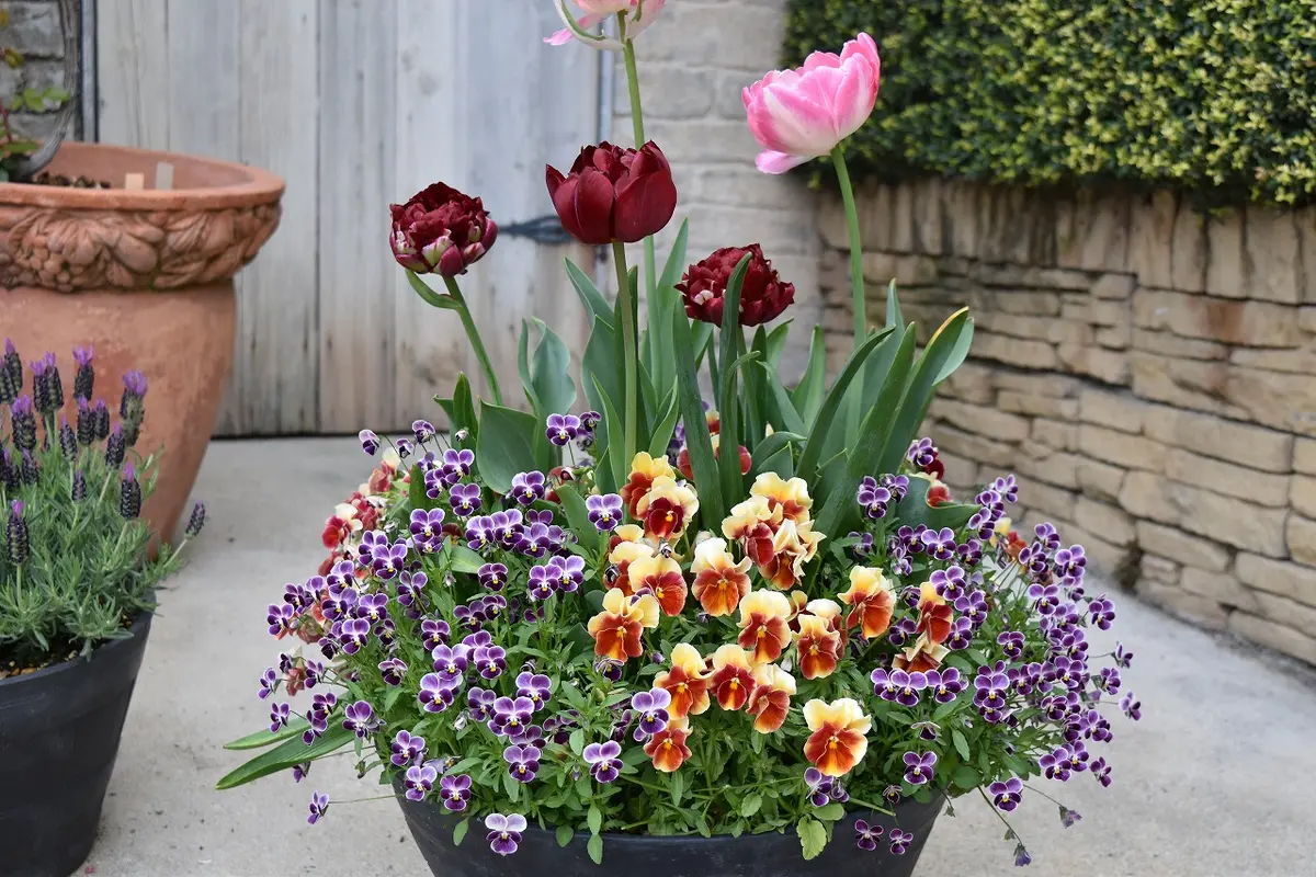 時間差で楽しむ寄せ植え｜園芸日記by天野麻里絵｜みんなの趣味の園芸