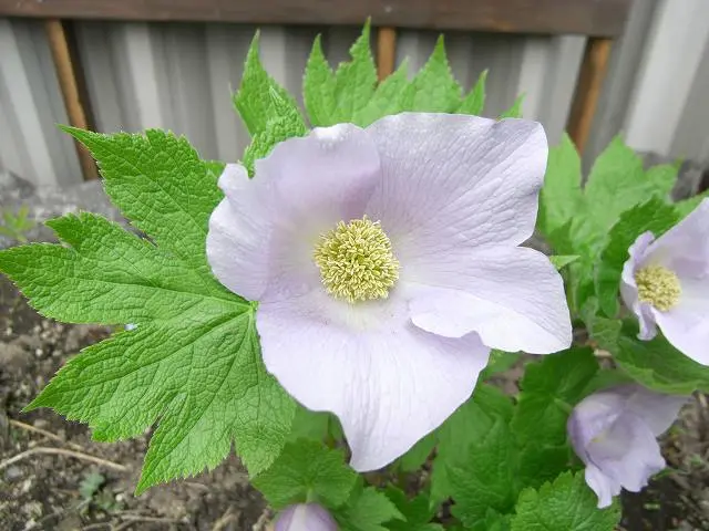 山野草　濃色八重咲き　シラネアオイ　種子50個覆土済み 1属1種 フラワー・ガーデニング 山野草 濃色八重咲き シラネアオイ