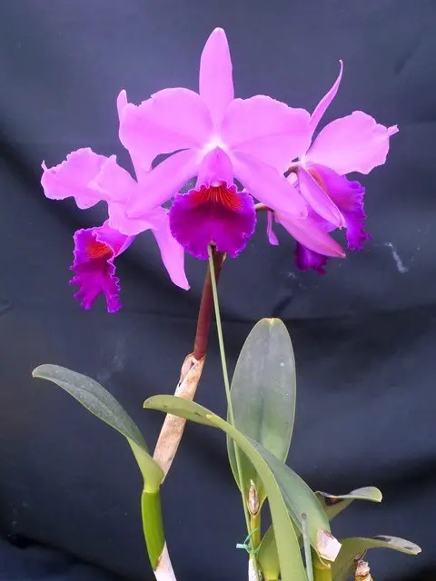 花茎の長いカトレアです｜園芸日記byこんちゃん｜みんなの趣味の園芸