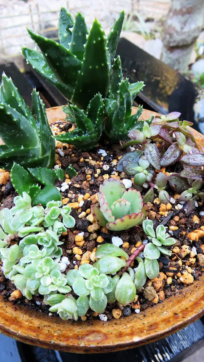 多肉寄せ植え～😊～6｜園芸日記byshinji70｜みんなの趣味の園芸｜530020