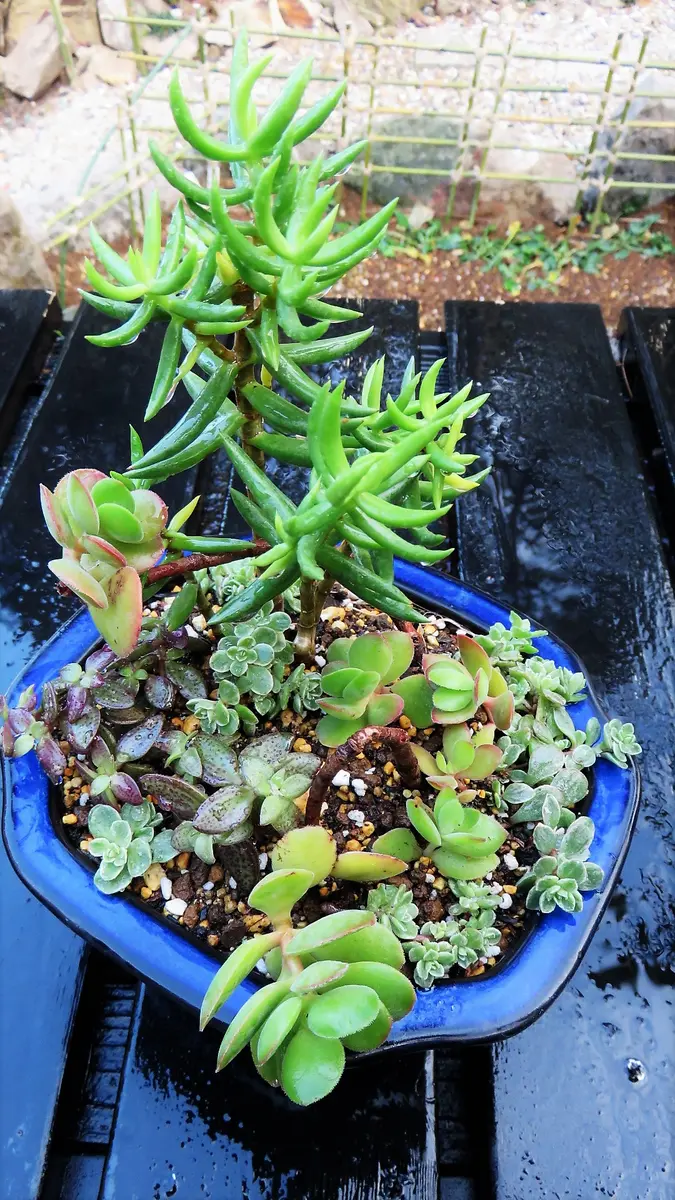 多肉寄せ植え～😊～7｜園芸日記byshinji70｜みんなの趣味の園芸｜530021