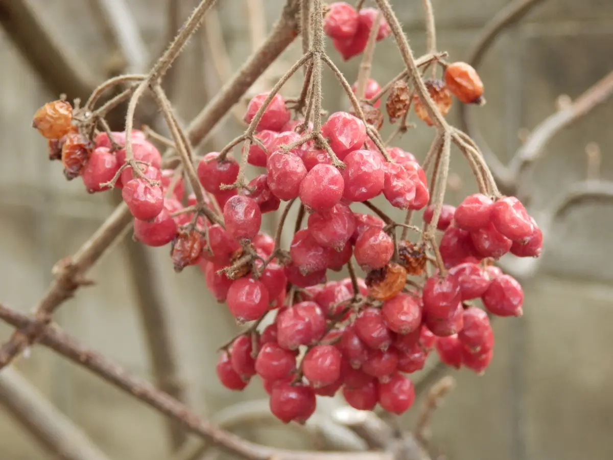 ミヤマガマズミの実がきれいです｜園芸日記byえびねっ子｜みんなの趣味