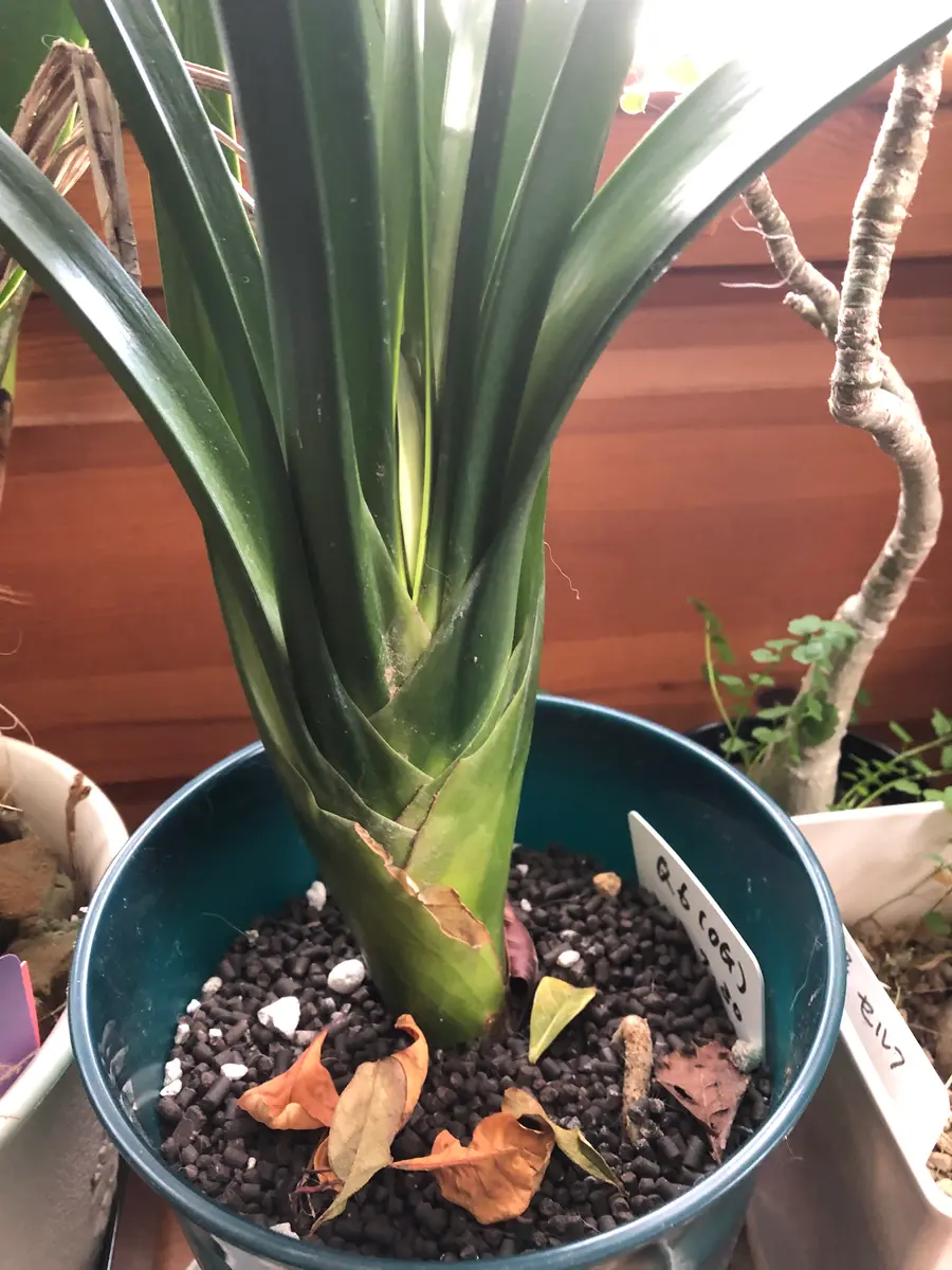 君子蘭 縞中斑入り 5号鉢つき 斑? 君子蘭 縞中斑入り 5号鉢