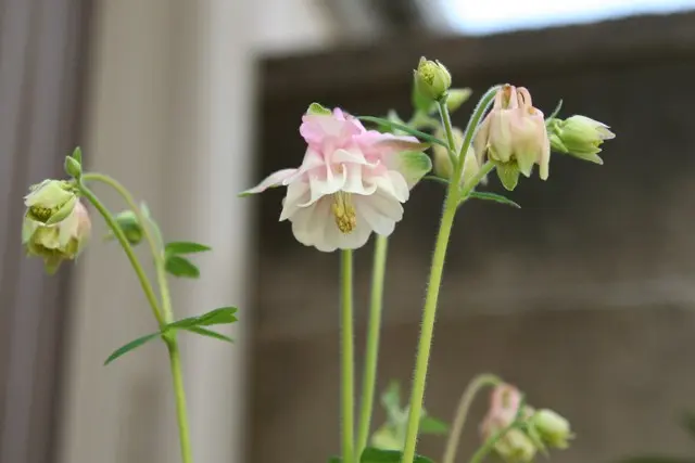 西洋オダマキ ピンクボンネット型｜園芸日記by青花愛好家｜みんなの