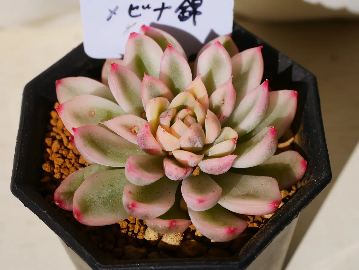 92 ラウ覆輪錦 発根済み 多肉植物 輸入苗 - メルカリ