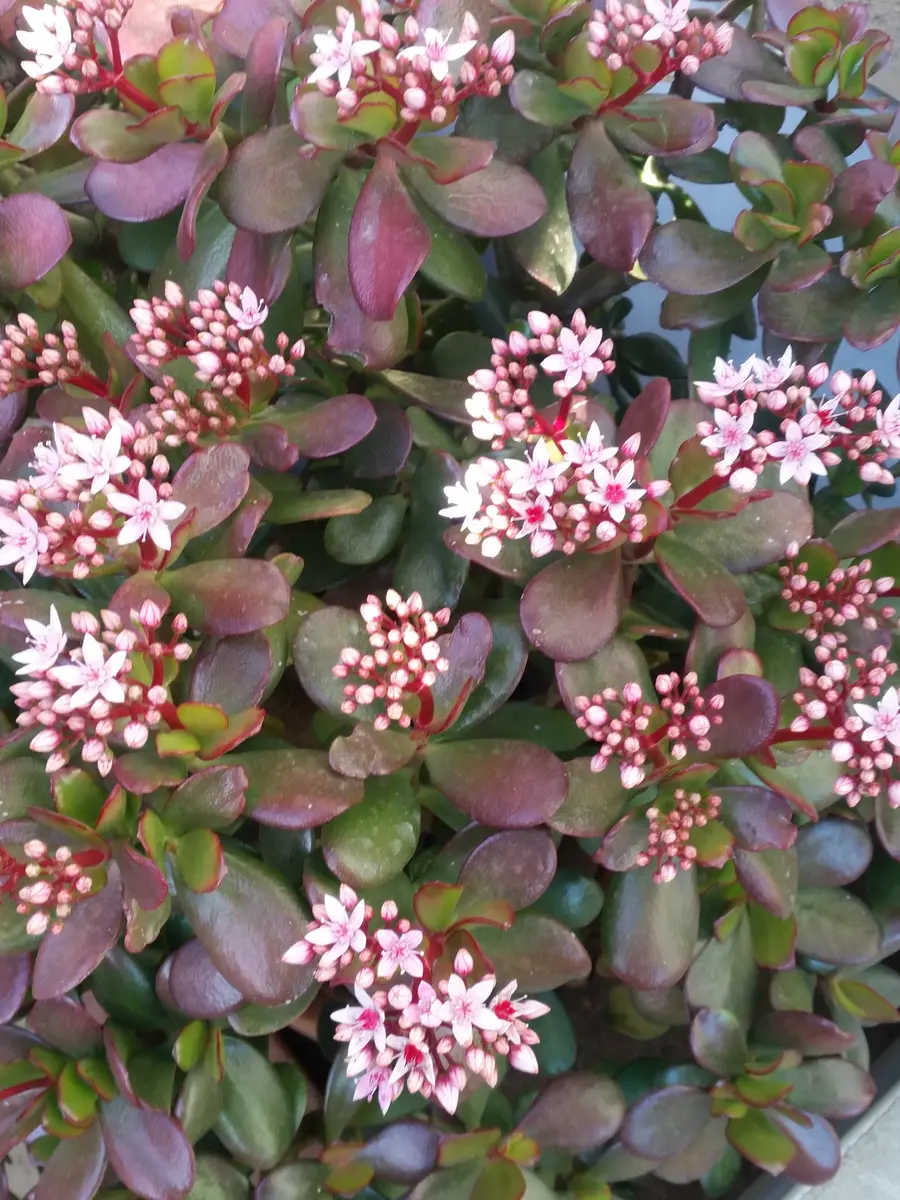 クラッスラ・花月（金のなる木）｜園芸日記by金子 明人｜みんなの趣味