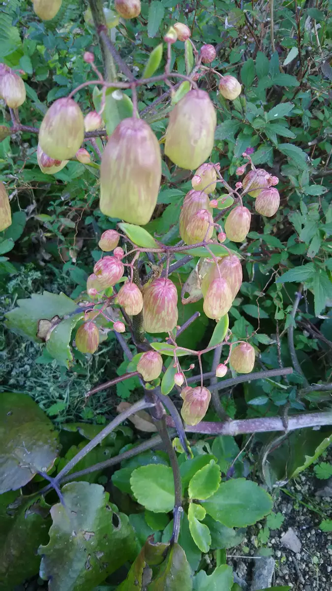 マザーリーフが開花🙌🎶｜園芸日記by猫のハッチ｜みんなの趣味の園芸