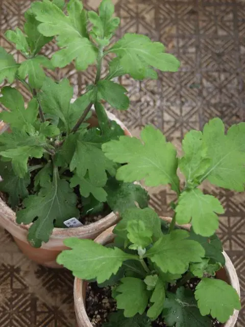 大菊・冬至芽のさし芽｜園芸日記byらりこ｜みんなの趣味の園芸｜53478